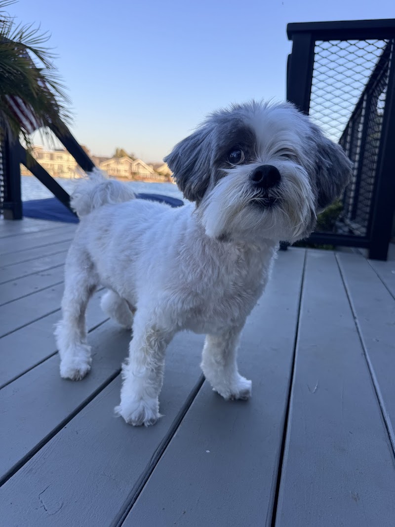 Ziggy Mobile Pet Grooming photo 4