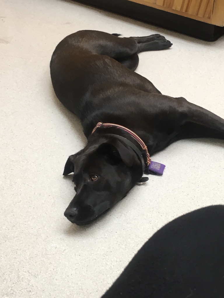 Codornices Veterinary Clinic photo 4