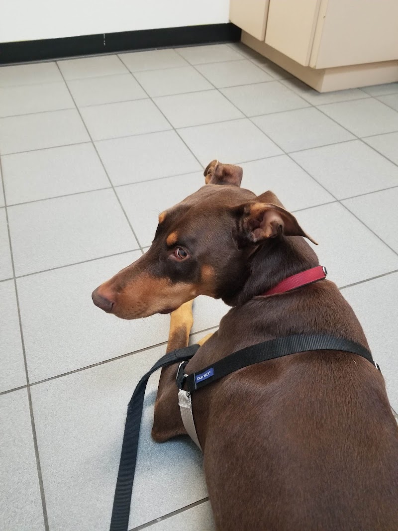 Berry Patch Animal Clinic photo 5