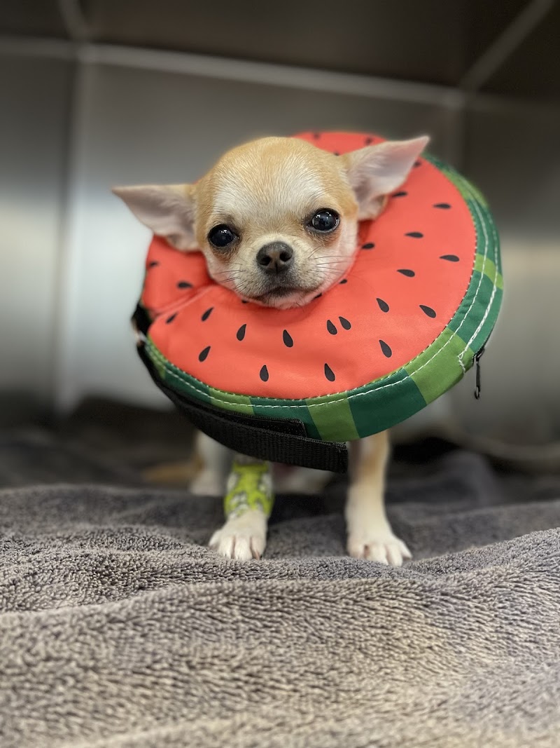 West Marin Pet Hospital photo 5