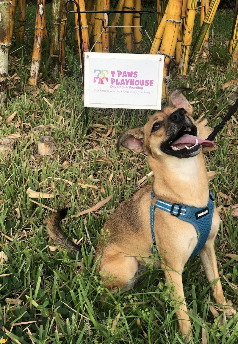4 Paws Playhouse photo 4