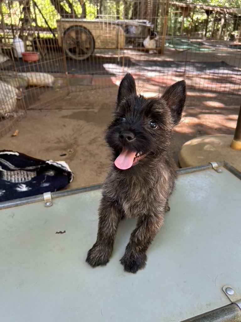 Photo of Bundocks Kennels, Sebastopol