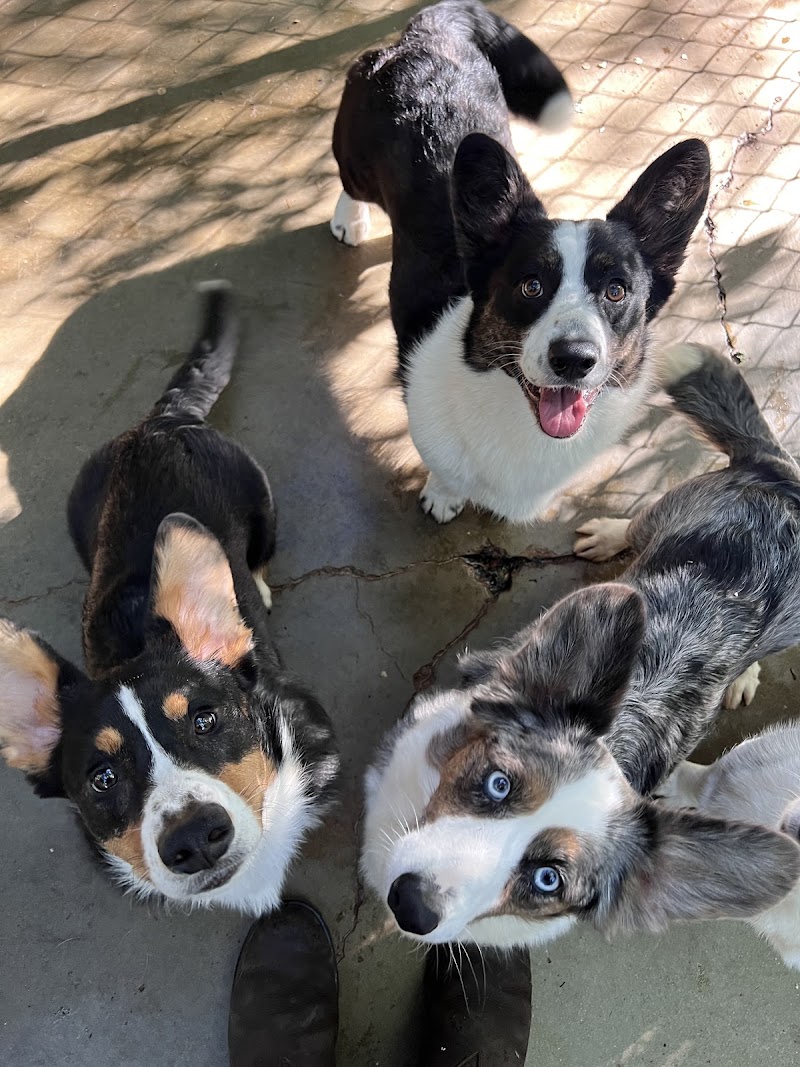 Bundocks Kennels, Sebastopol photo 3