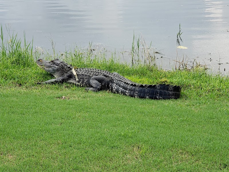 Lake Ashton Golf Club photo 4