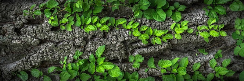Photo of Blue Forest Engineering