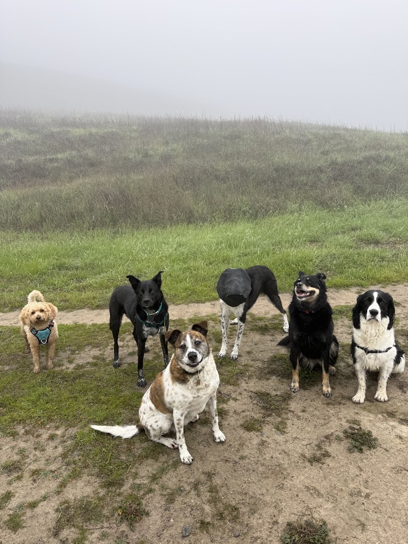 Happy Tails Pet Sitting photo 5