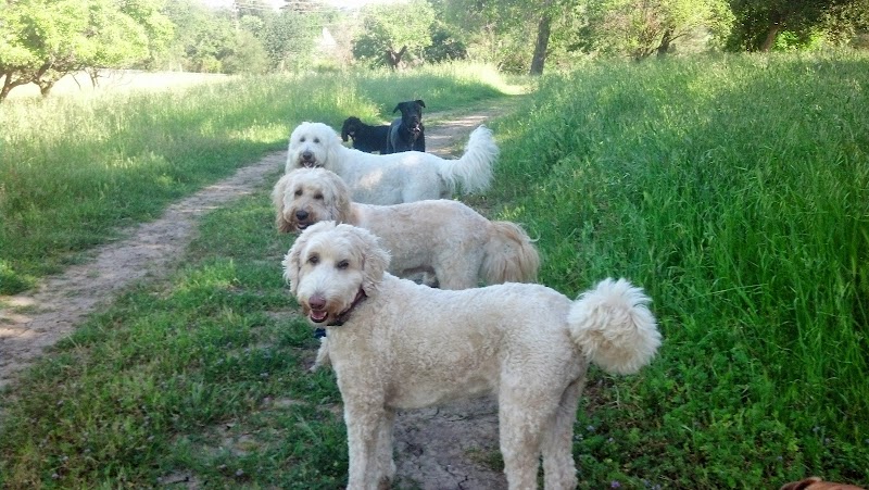 Happy Tails Pet Sitting photo 2