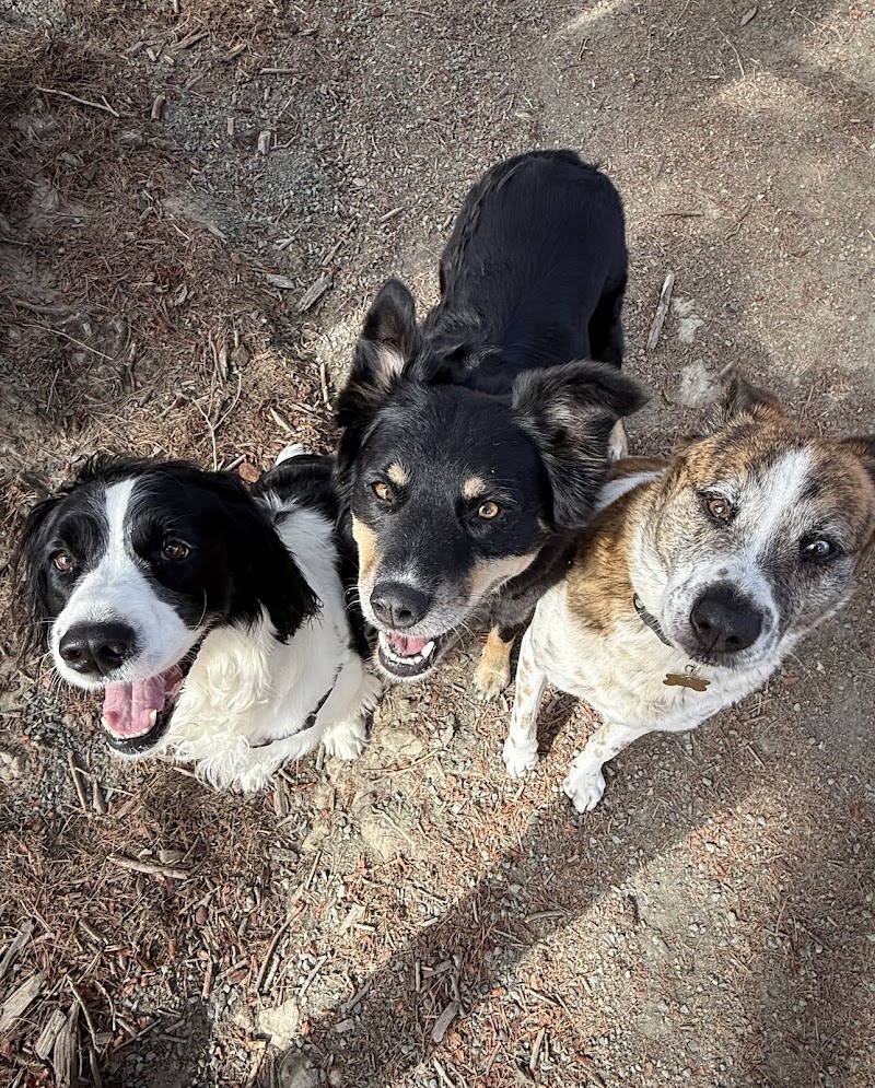 Happy Tails Pet Sitting photo 4
