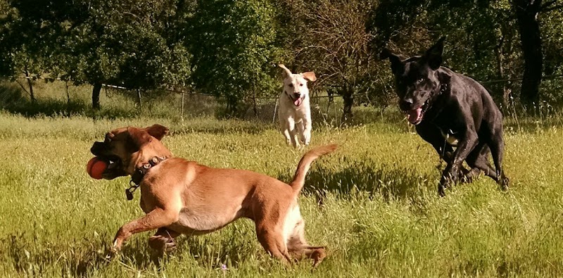 Happy Tails Pet Sitting photo 3