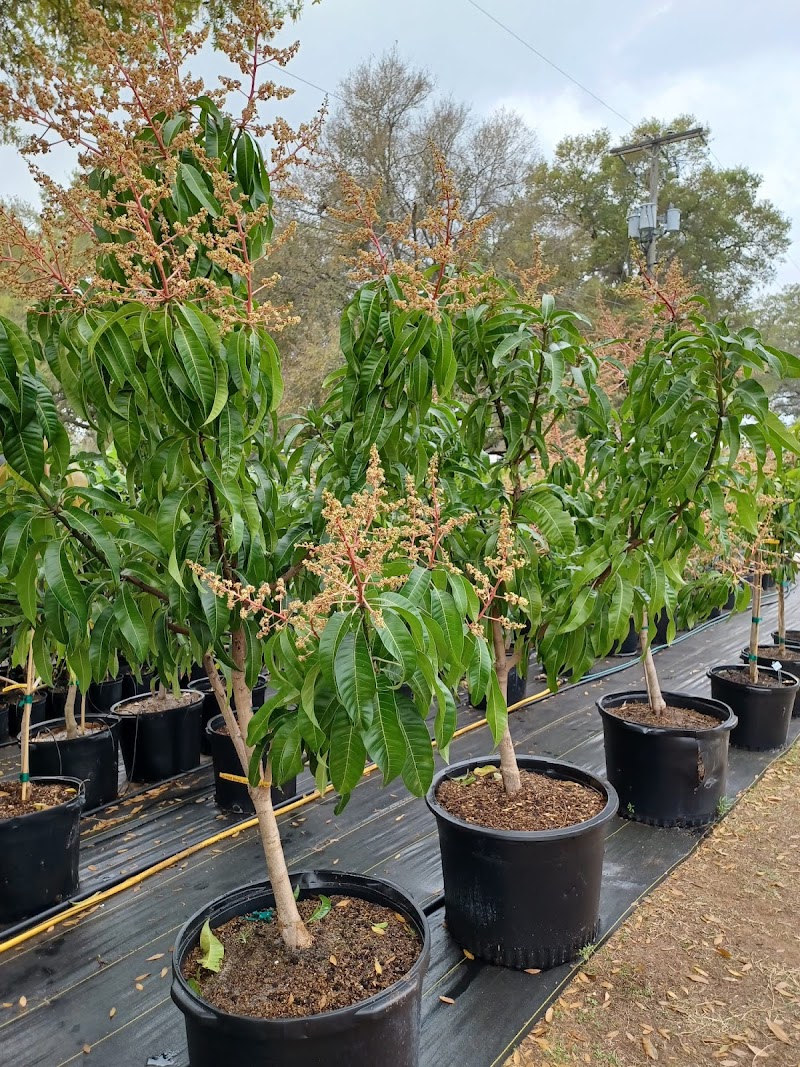 Photo of Happy Groves Tropical Fruit Nursery