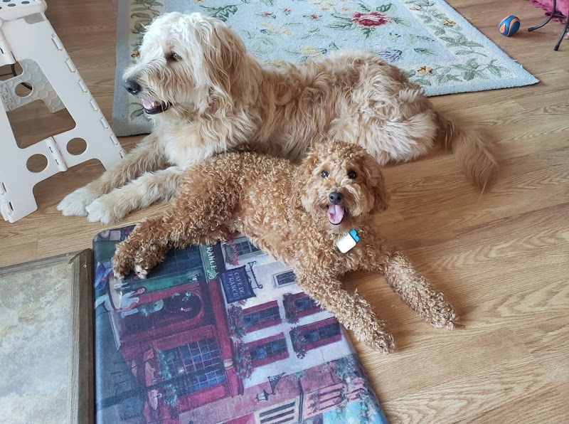 Paws on Vacation photo 4