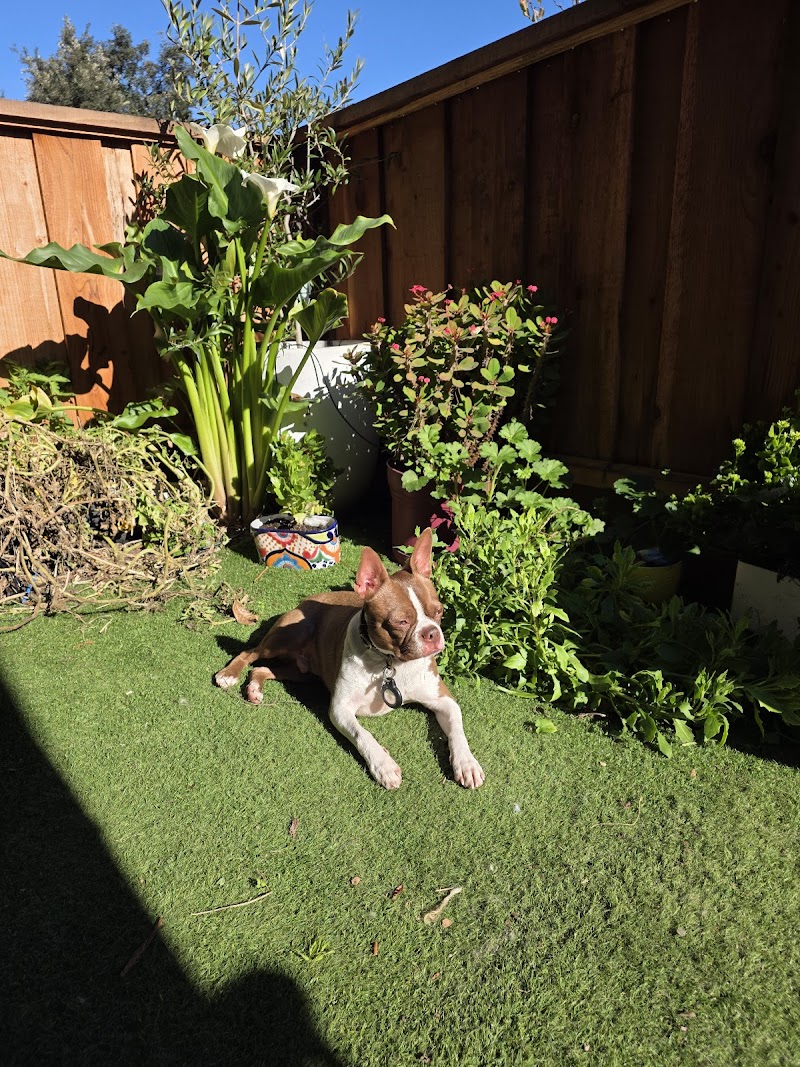 Paws on Vacation photo 5