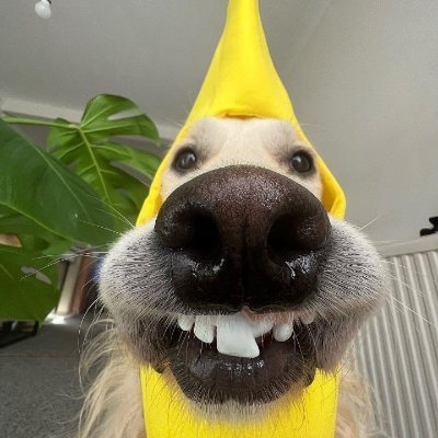 Photo of Paws on Vacation