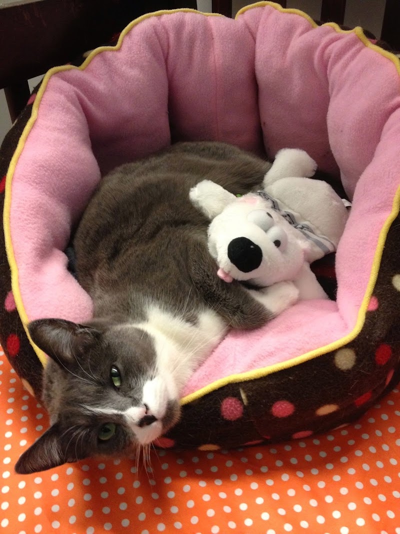 Photo of Kitty Charm School
