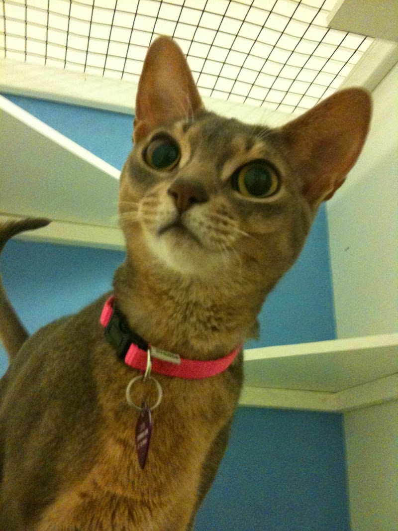 Kitty Charm School photo 3