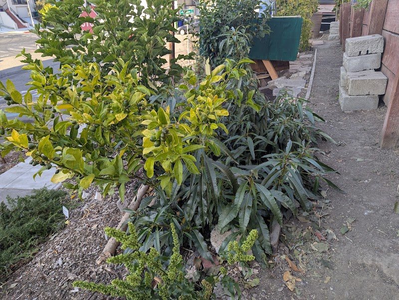 Gravity Garden: Free Pantry / Oakland Urban Garden photo 3