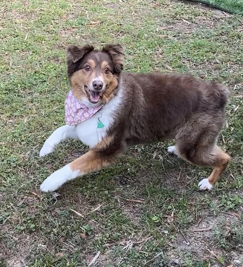 Bamboo Dog Resort photo 4
