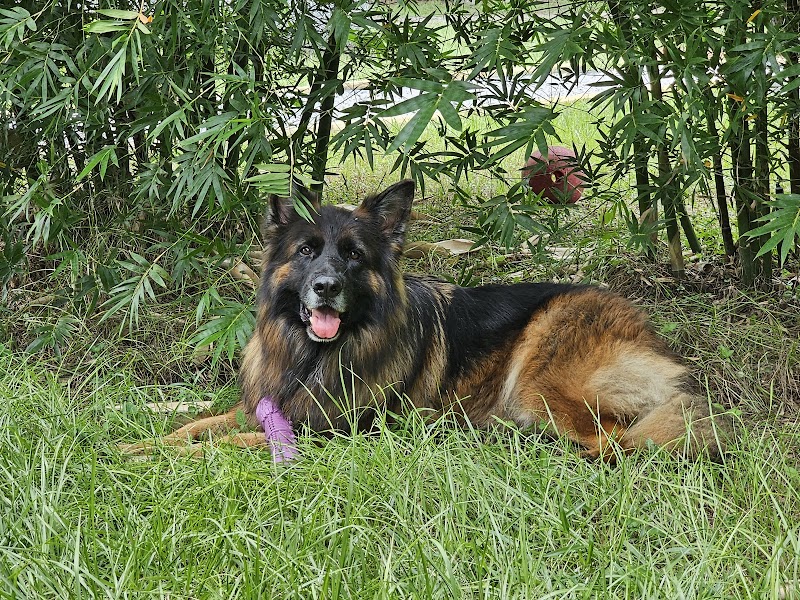 Bamboo Dog Resort photo 5