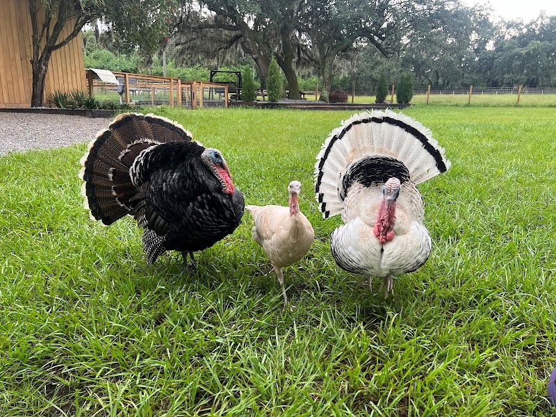 Lithia Springs Farm photo 5