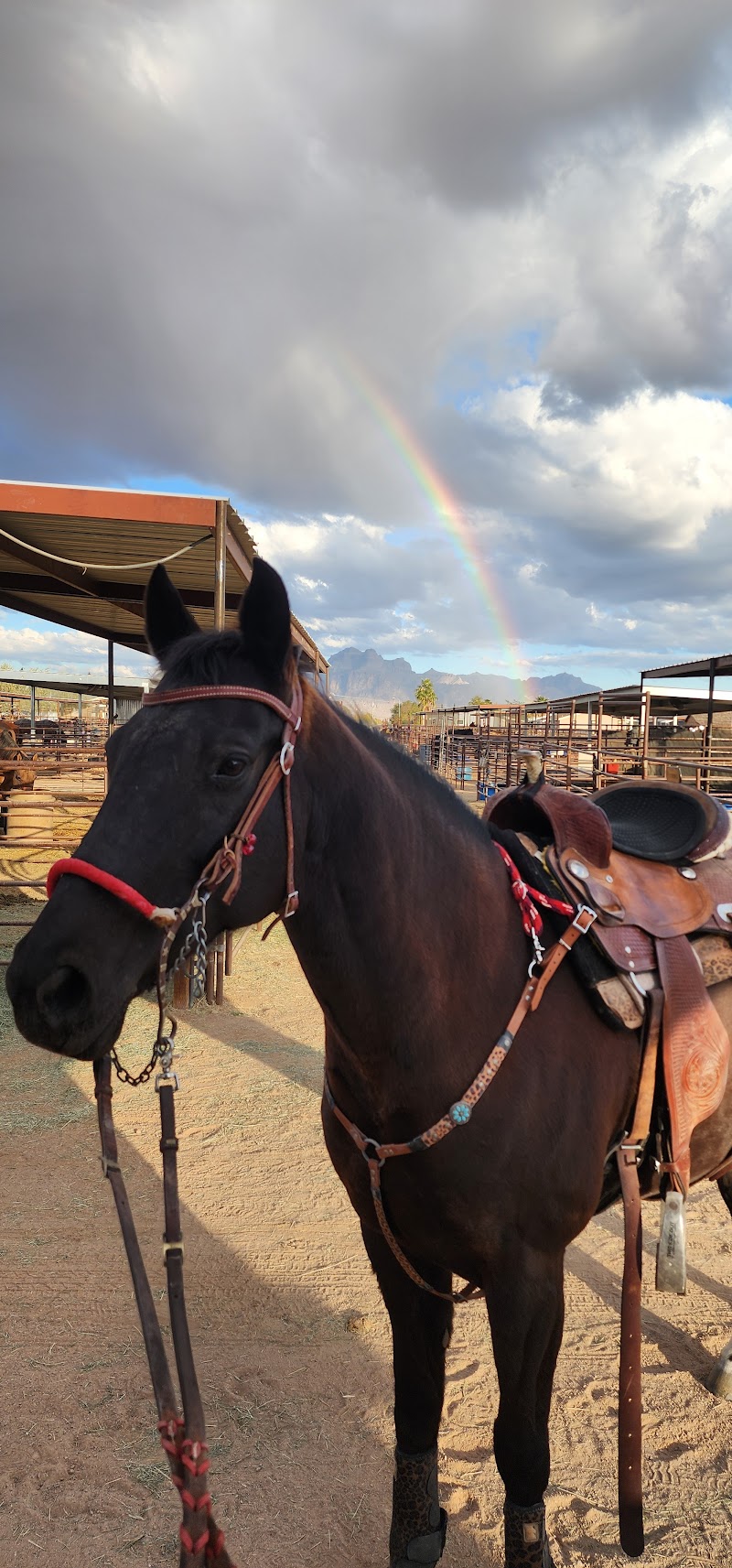 Superstition Stables Horse Boarding photo 4