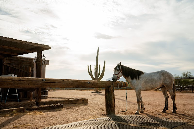 Superstition Stables Horse Boarding photo 3