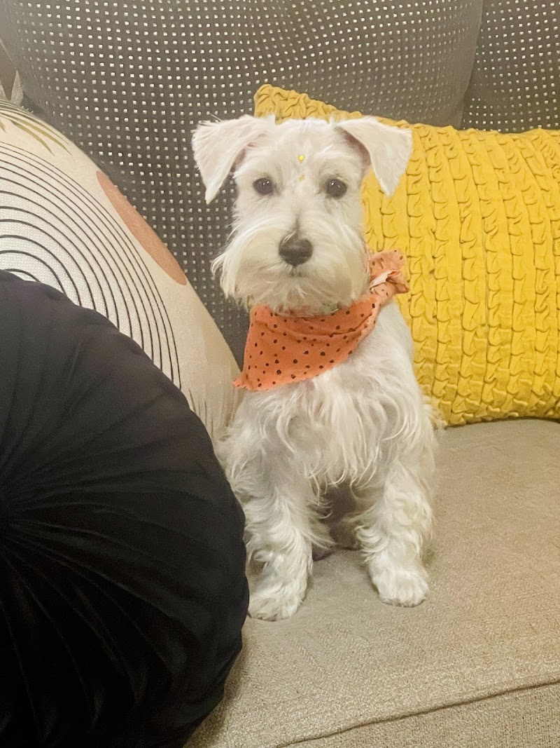 Toby's Grooming Place photo 3