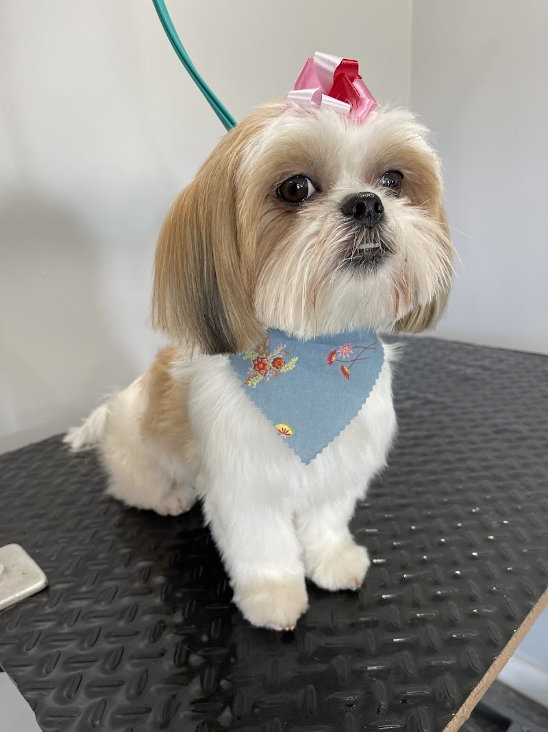 Photo of Toby's Grooming Place