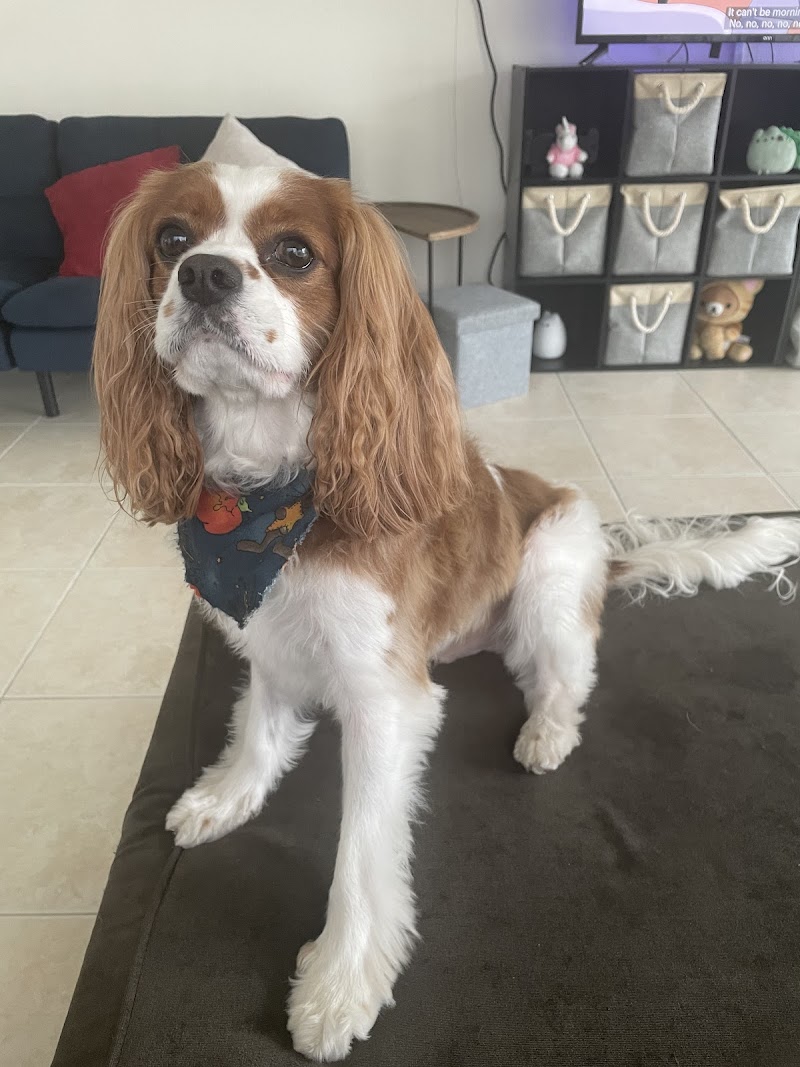 Toby's Grooming Place photo 5