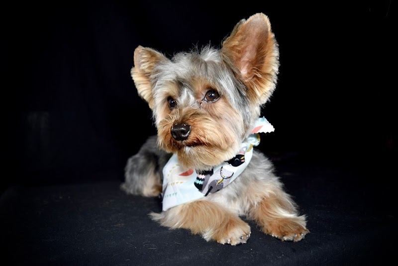 Toby's Grooming Place photo 4