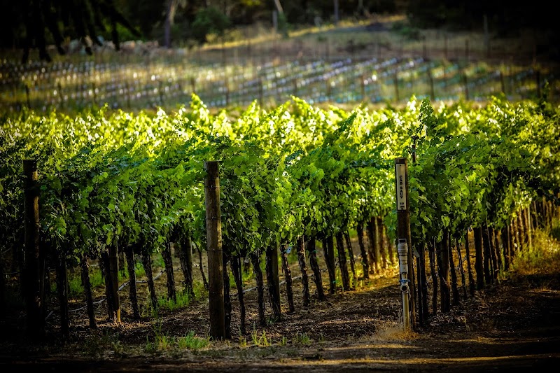 Sinegal Estate Winery photo 4