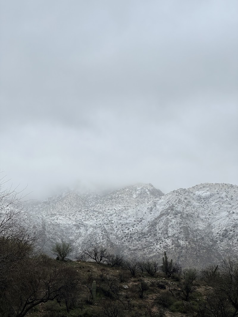 Catalina State Park, Ringtail Campground photo 3