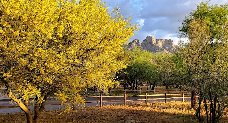 Photo of Catalina State Park, Ringtail Campground