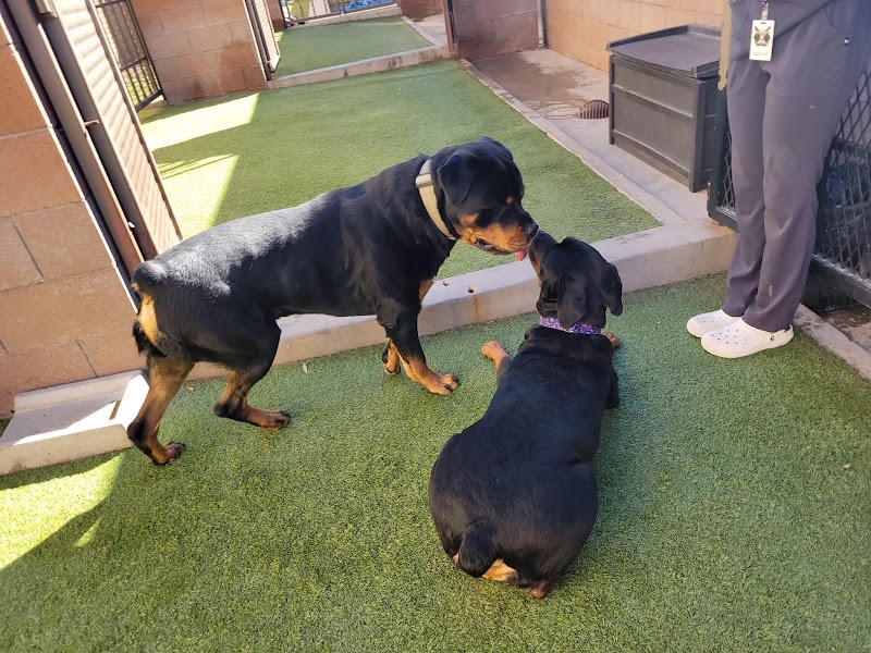 Monte Vista Pet Lodge photo 5
