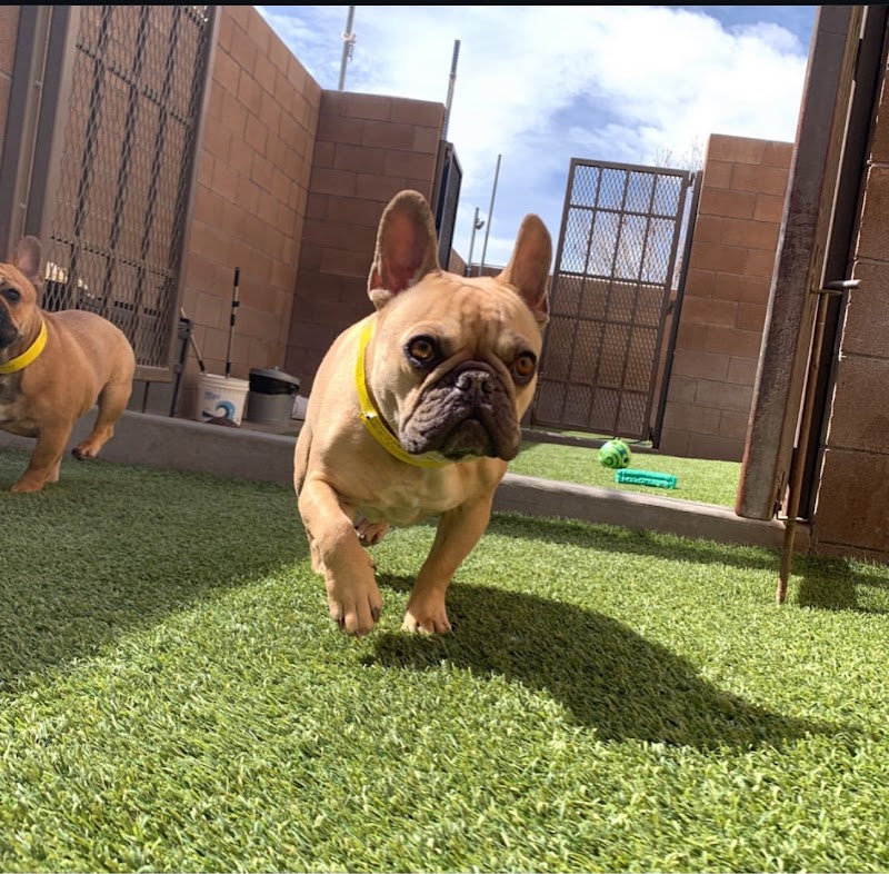 Monte Vista Pet Lodge photo 2
