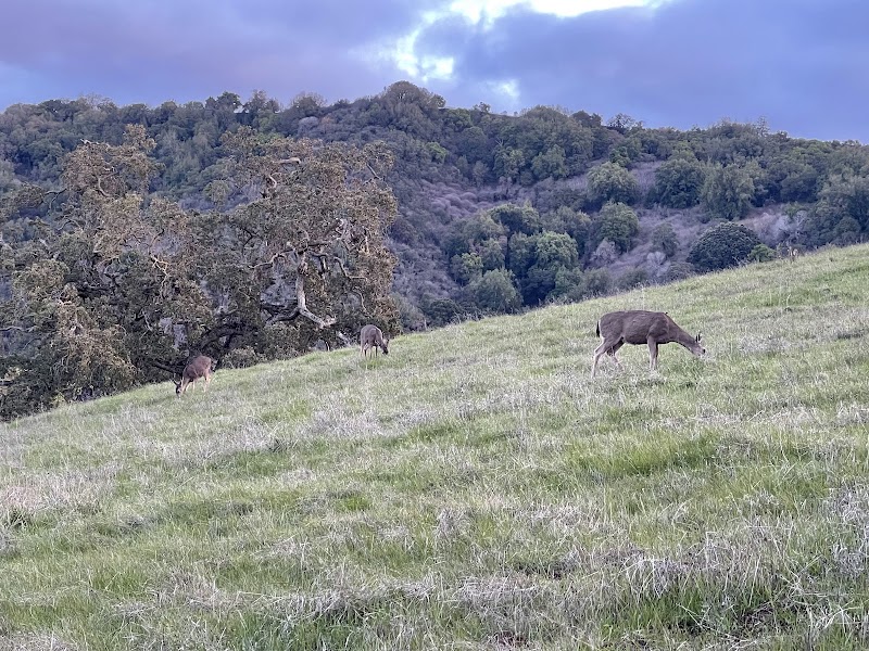 Rancho San Antonio Open Space Preserve photo 4