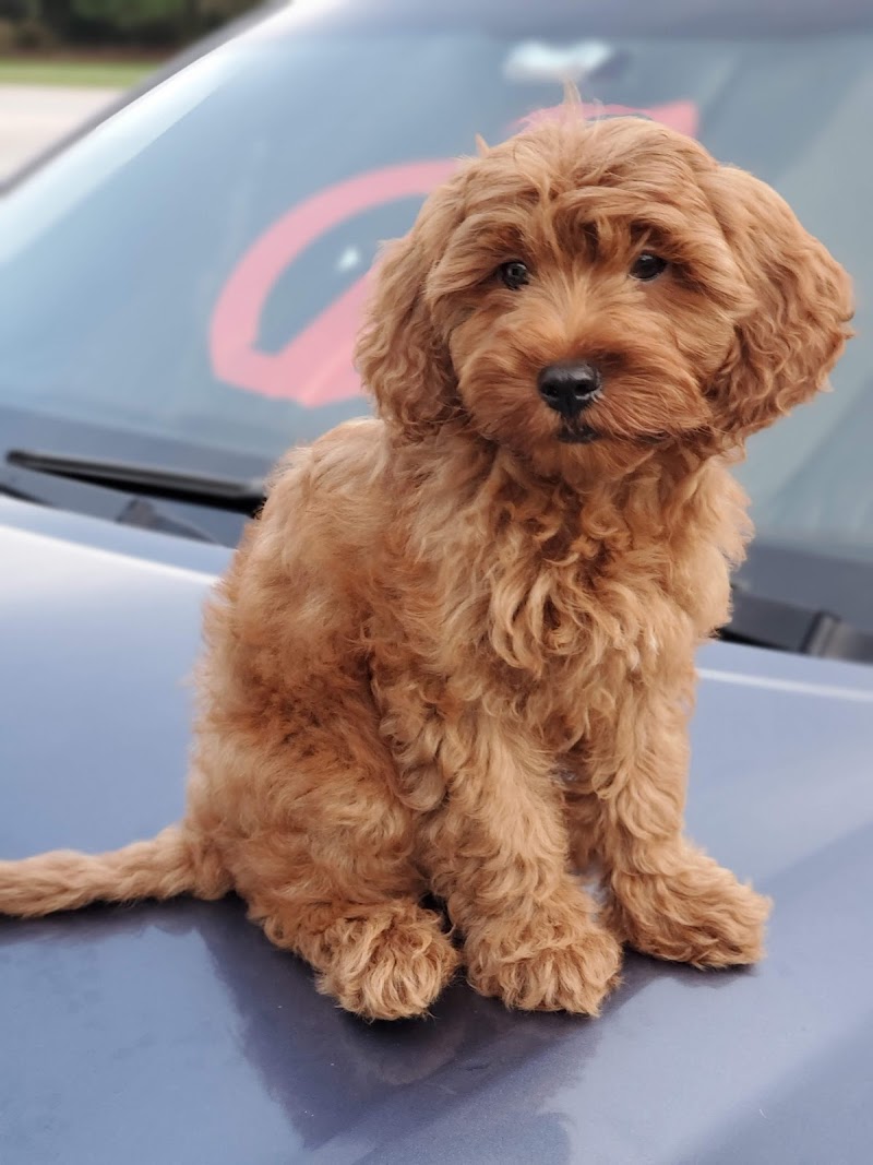 Your Puppy, My Pad photo 3