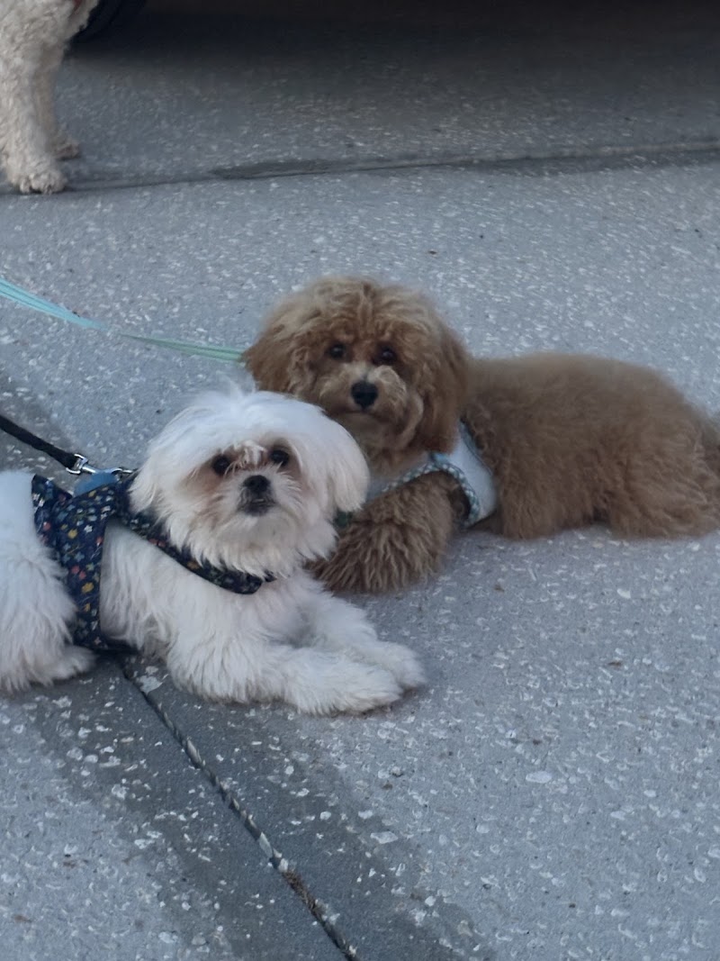 Your Puppy, My Pad photo 2