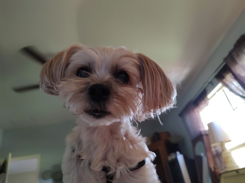 Your Puppy, My Pad photo 5