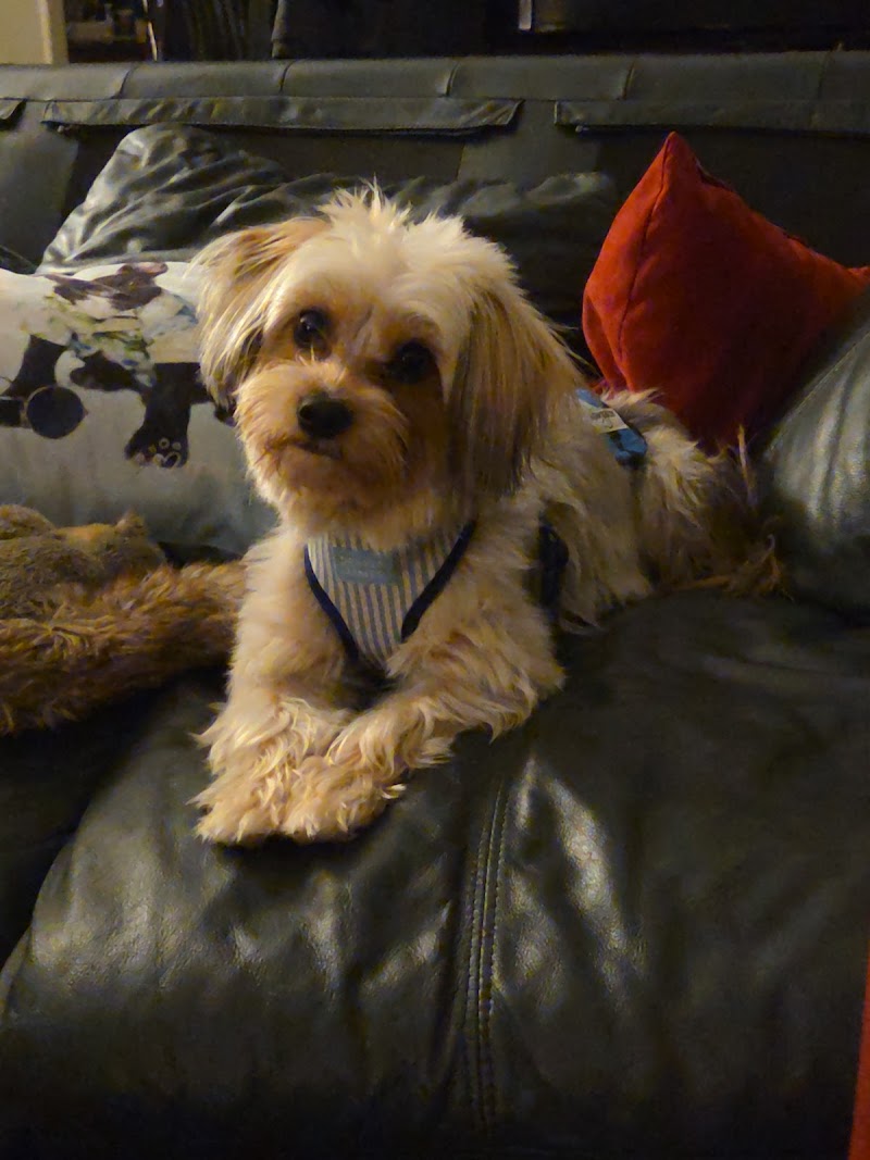 Photo of Your Puppy, My Pad