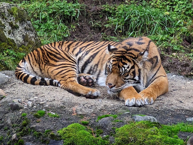 Point Defiance Zoo & Aquarium photo 5