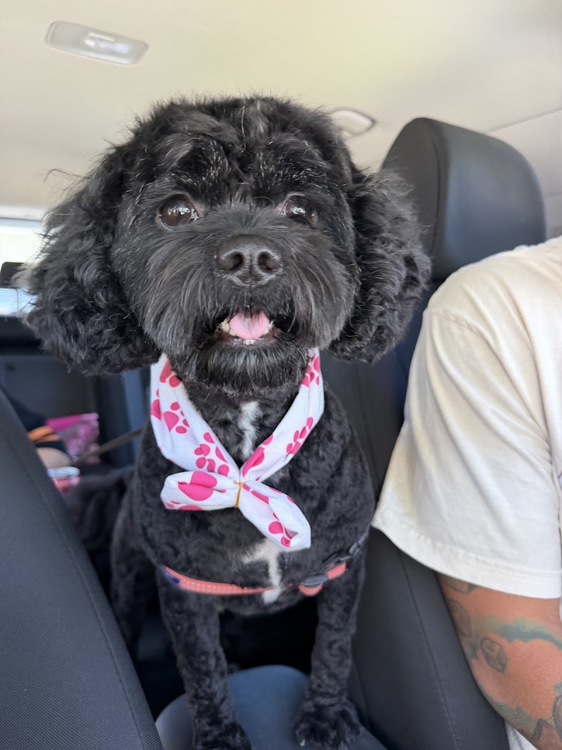 Woof Gang Bakery & Grooming Belleair Bluffs photo 4