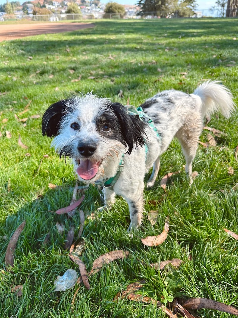 Photo of Pacha Dog Care