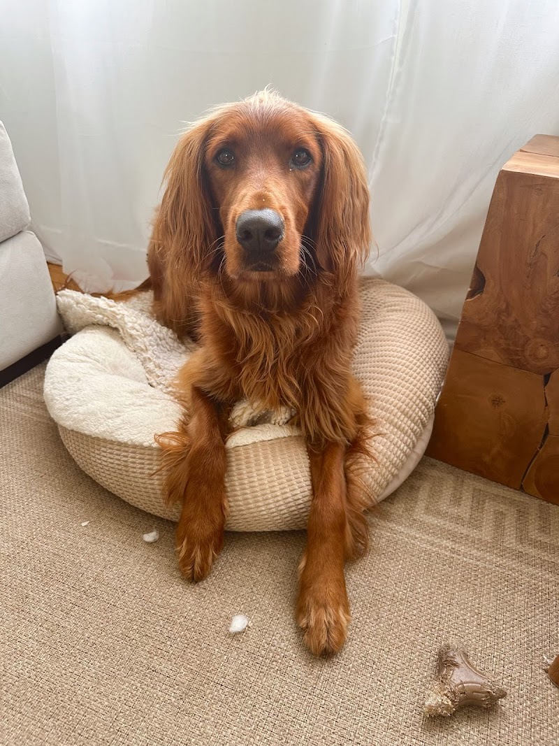 Pacha Dog Care photo 3