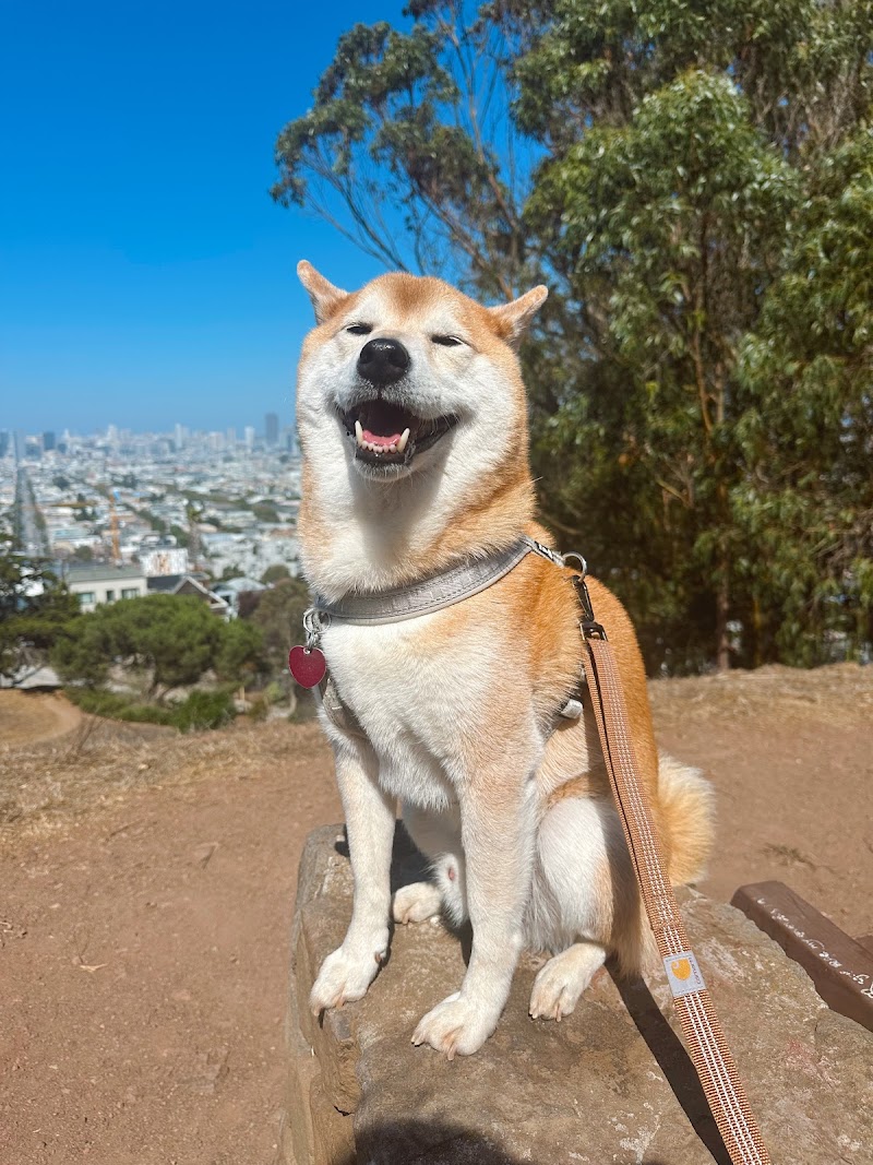 Pacha Dog Care photo 2