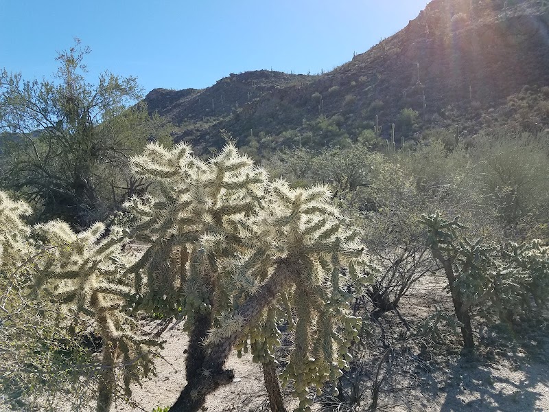 Wild Burro Trailhead photo 5