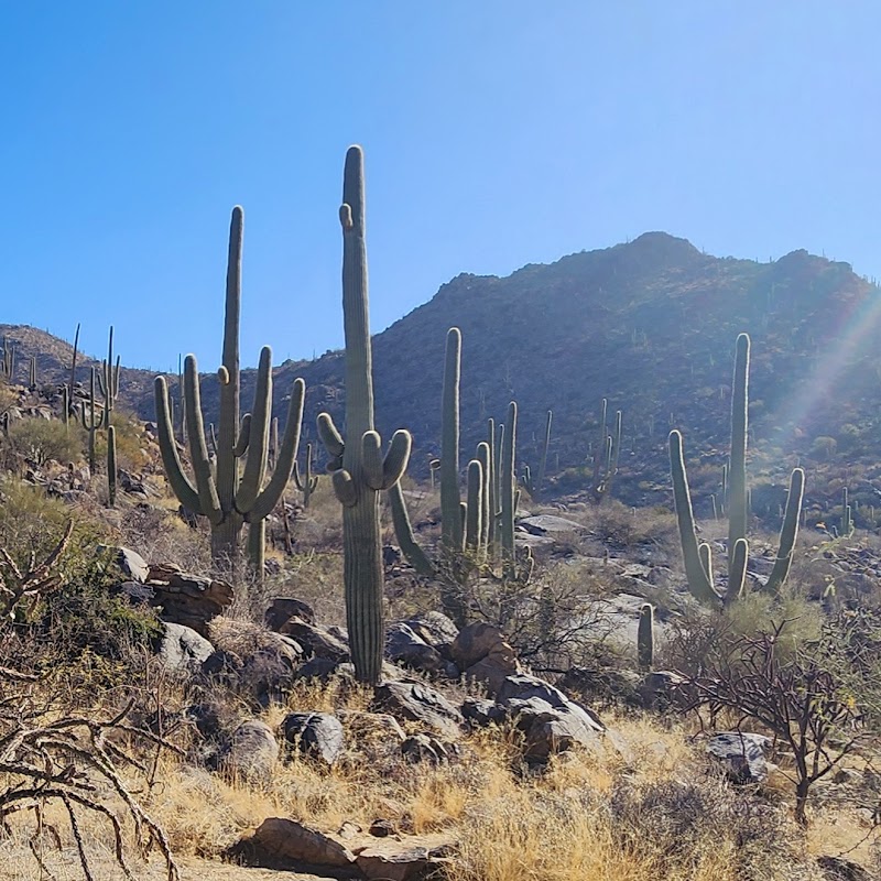 Wild Burro Trailhead photo 3