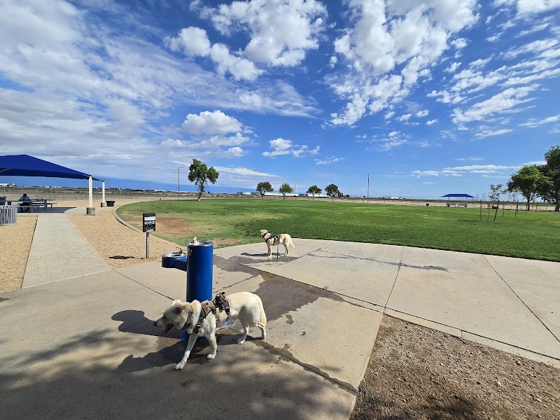 Photo of Roscoe, Goodyear, Dog Park