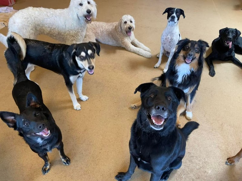 Second Home Pet Resort photo 4
