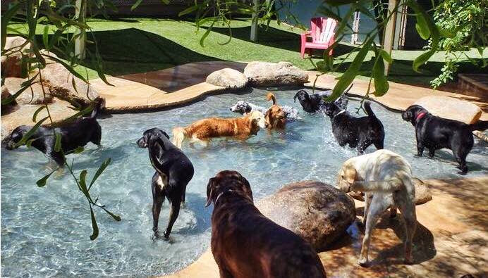 Photo of Second Home Pet Resort