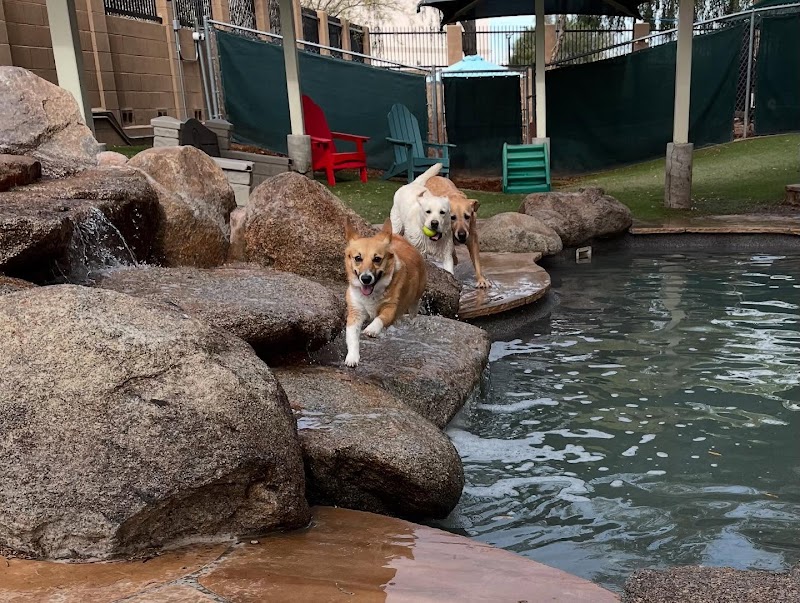 Second Home Pet Resort photo 3